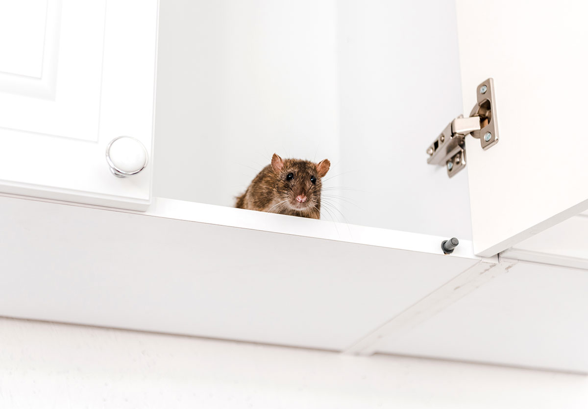 How to Get Rid of Mice in Kitchen Cabinets?